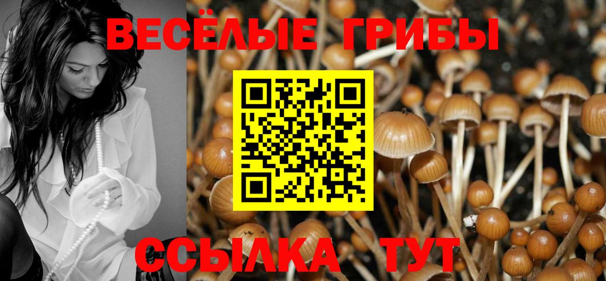 Галлюциногенные грибы Psilocybe Протвино